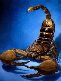 Scorpion