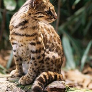 Lynx 