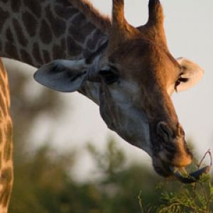 Girafe