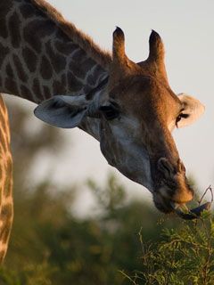 Girafe