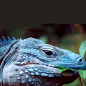 Blue Iguana