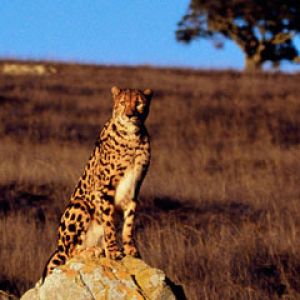 Gepard