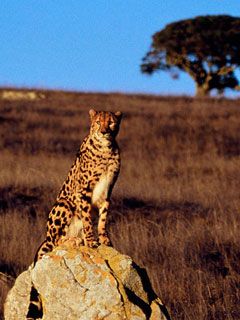 Gepard