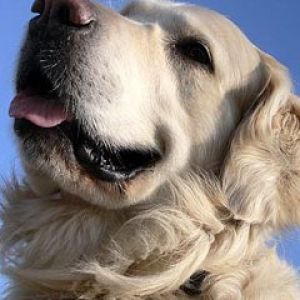 Golden retriever