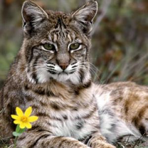 Lynx 