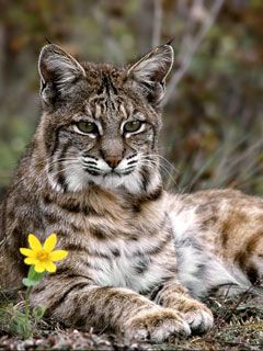 Lynx 