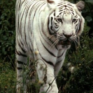 White Tiger