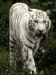 White Tiger