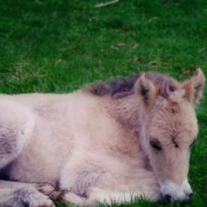 Fjord Horse Foal Sleeping