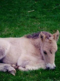 Fjord Horse Foal Sleeping