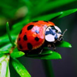 Ladybug