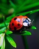 Ladybug