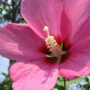 Hibiscus syriacus