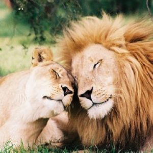 Lions