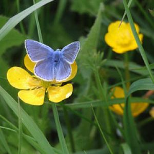 Blue Butterfly