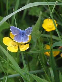 Blue Butterfly