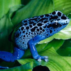 Blue Frog