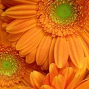 Orange Gerbera