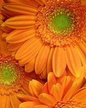 Orange Gerbera