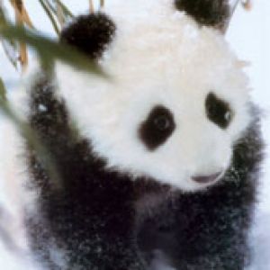 Baby Panda