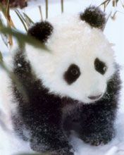 Baby Panda