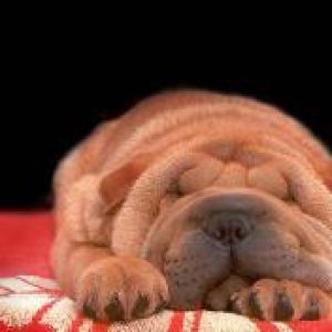 Shar pei
