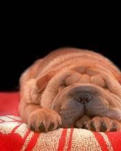 Shar pei