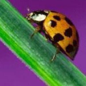 Ladybug