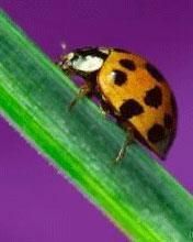 Ladybug