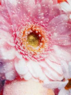 Gerbera