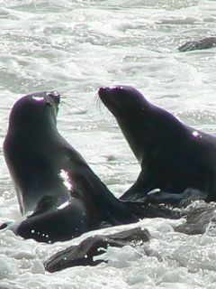 Seal