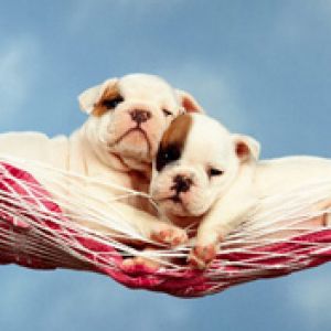 Hammock Happiness