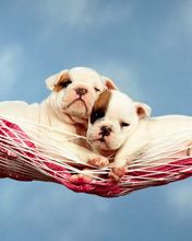 Hammock Happiness
