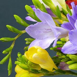 Freesia