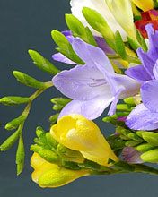 Freesia