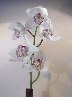 Cymbidium Male