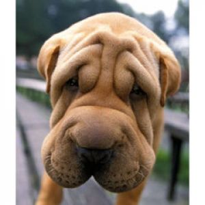 Shar pei
