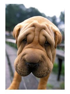 Shar pei