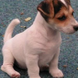 Jack Russell TeriĂ?r