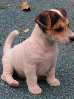 Jack Russell TeriĂ?r