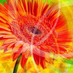 Gerbera