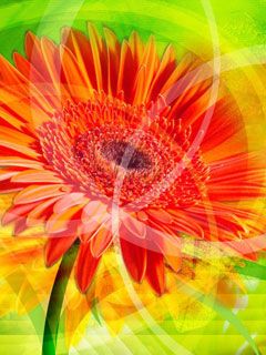 Gerbera