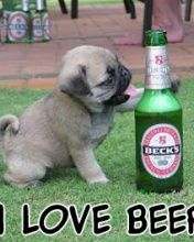 I love Beer