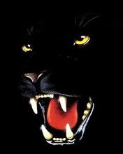 Panter
