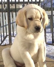 Labrador Retriever 