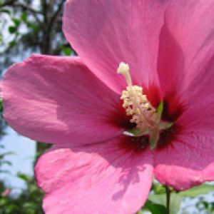 Hibiscus Syriacus 