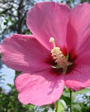 Hibiscus Syriacus 