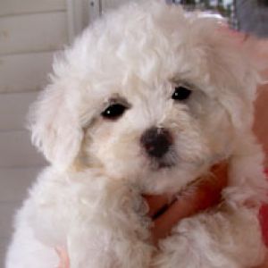 Bichon
