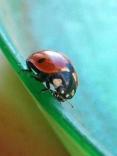 LadyBug