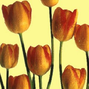 Tulip